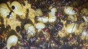 Messor cephalotes Larven