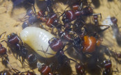 Messor cephalotes Larven