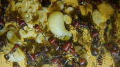 Messor cephalotes Larven