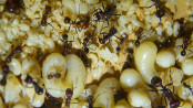 Messor cephalotes Larven