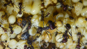 Messor cephalotes Larven