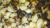 Messor cephalotes Königinnenpuppen