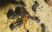 Camponotus singularis Jungkönigin bei der Futtersuche