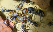 Camponotus singularis Jungkönigin bei der Futtersuche
