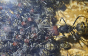 Camponotus singularis Altkönigin im Nest