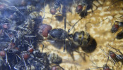 Camponotus singularis Altkönigin im Nest