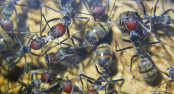 Camponotus nicobarensis Arbeiterinnen mit Ei.jpg