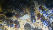 Camponotus singularis kleiner Eierpulk.jpg