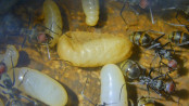 Camponotus singularis Larve & Puppe.jpg