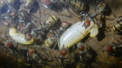 Camponotus singularis Larven.jpg