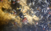 Camponotus singularis Altkönigin _4.jpg