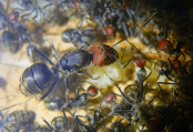 Camponotus singularis Altkönigin _3.jpg