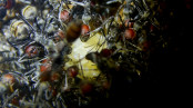Camponotus nicobarensis Arbeiterinnenhäufung.jpg