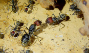 Camponotus singularis Jungkönigin mit Major Arbeiterin _1.jpg