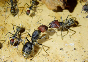 Camponotus singularis Jungkönigin mit Major Arbeiterin _2.jpg