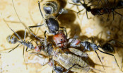 Camponotus singularis Jungkönigin am Insektenfutter