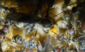 Camponotus singularis gerade geschlüpfte Jungkönigin