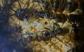 Camponotus singularis Eierpulk