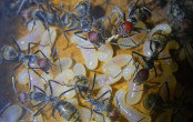 Camponotus singularis männliche Larven