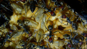 Camponotus singularis Männchenpuppen.jpg