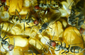 Camponotus singularis Männchen.jpg