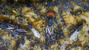Camponotus singularis Jungköniginnen und Männchen.jpg