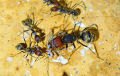Camponotus singularis flügellose Jungkönigin.jpg