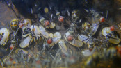 Camponotus singularis Larven.jpg