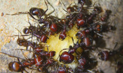 Messor cephalotes Apfelfutter.jpg