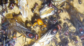 Messor cepalotes Königinnen_1.jpg