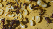Messor cephalotes Königinlarve.jpg