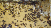 Messor cephalotes Nesteinblick_1.jpg