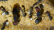 Camponotus singularis Jungköniginnen.jpg