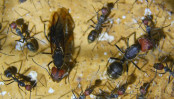 Camponotus singularis Jungköniginnen_1.jpg