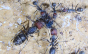Camponotus singularis Jungköniginnen bei der Futteraufnahme.jpg