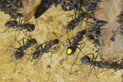 Camponotus nicobarensis Farbkenzeichnung_1.jpg