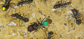 Camponotus nicobarensis Farbkenzeichnung_2.jpg