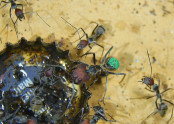 Camponotus nicobarensis Farbkenzeichnung_3.jpg