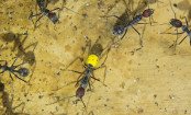 Camponotus nicobarensis Farbkenzeichnung_4.jpg