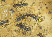 Camponotus nicobarensis Farbkenzeichnung_5.jpg