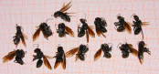 Camponotus singularis Jungköniginnen.jpg