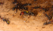 gezeichnete Camponotus singularis Jungkönigin.jpg