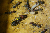 Camponotus singularis Königin _1.jpg