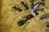 Camponotus singularis Königin _2.jpg