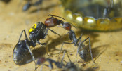 Camponotus singularis Königin _3.jpg