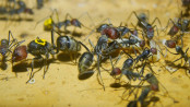 Camponotus singularis Königin _4.jpg