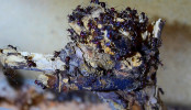 Messor cephalotes erkunden.jpg