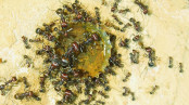 Messor cephalotes trinken.jpg