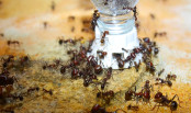Messor cephalotes trinken. an Tränke.jpg
