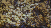 Messor cephalotes Nest_1.jpg